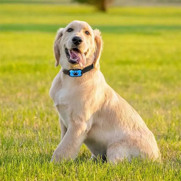 Anti-Bark Collar